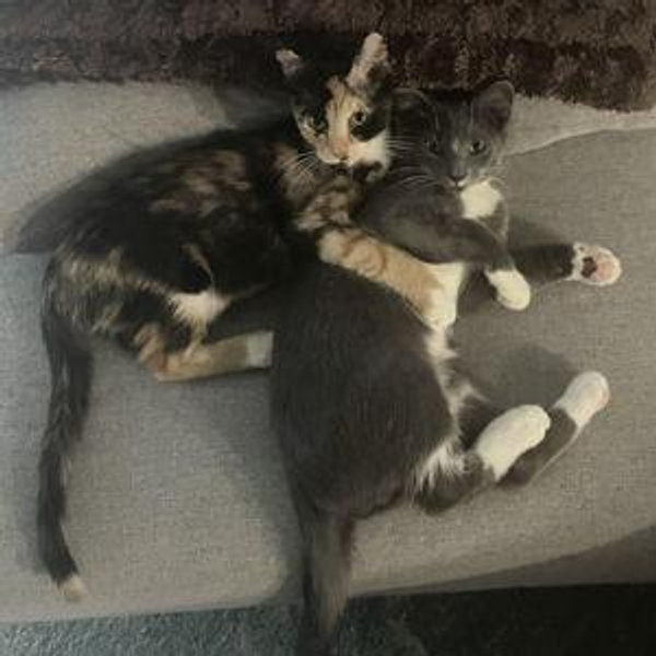 Year's Supply Of Pet Treats: Dutch & Goose