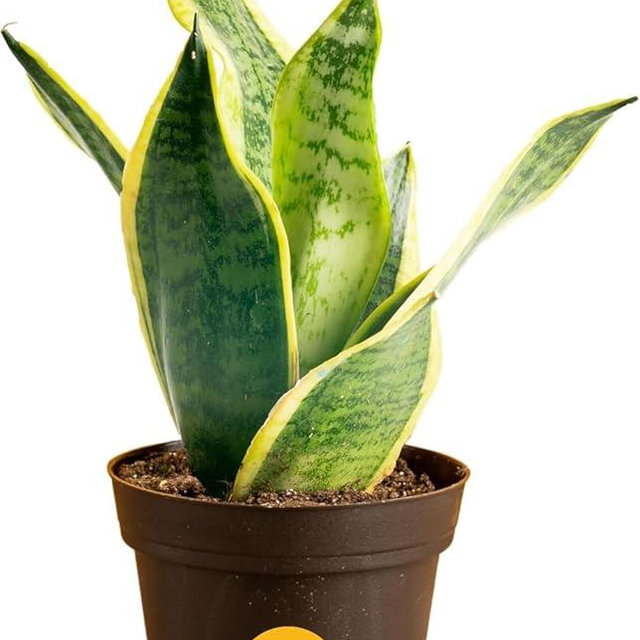Costa Farms Snake Plant, Small Live Plant in Plastic Pot, Easy to Maintain, Air Purifying Succulent Indoor Houseplant Assorted Variety, Perfect for Home, Room, or Office Décor Gift, 8-12 Inches Tall