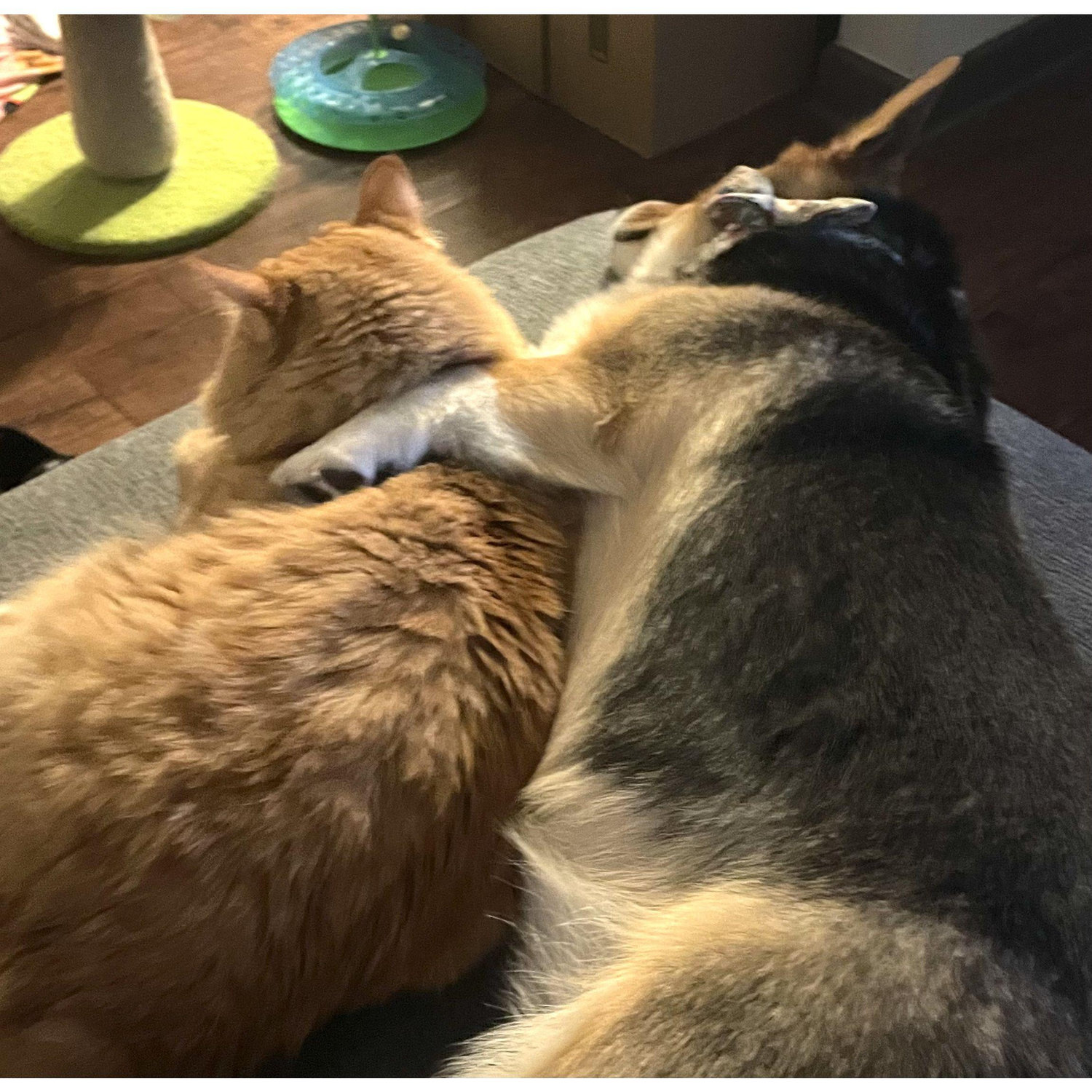 Peach and Mango became best friends
