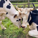 Catskill Animal Sanctuary