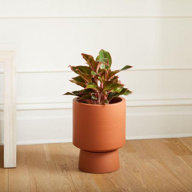 Bishop Pedestal Planters, Tall 13.5in, Terracotta