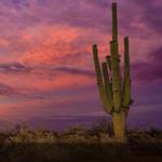 Arizona-Sonora Desert Museum