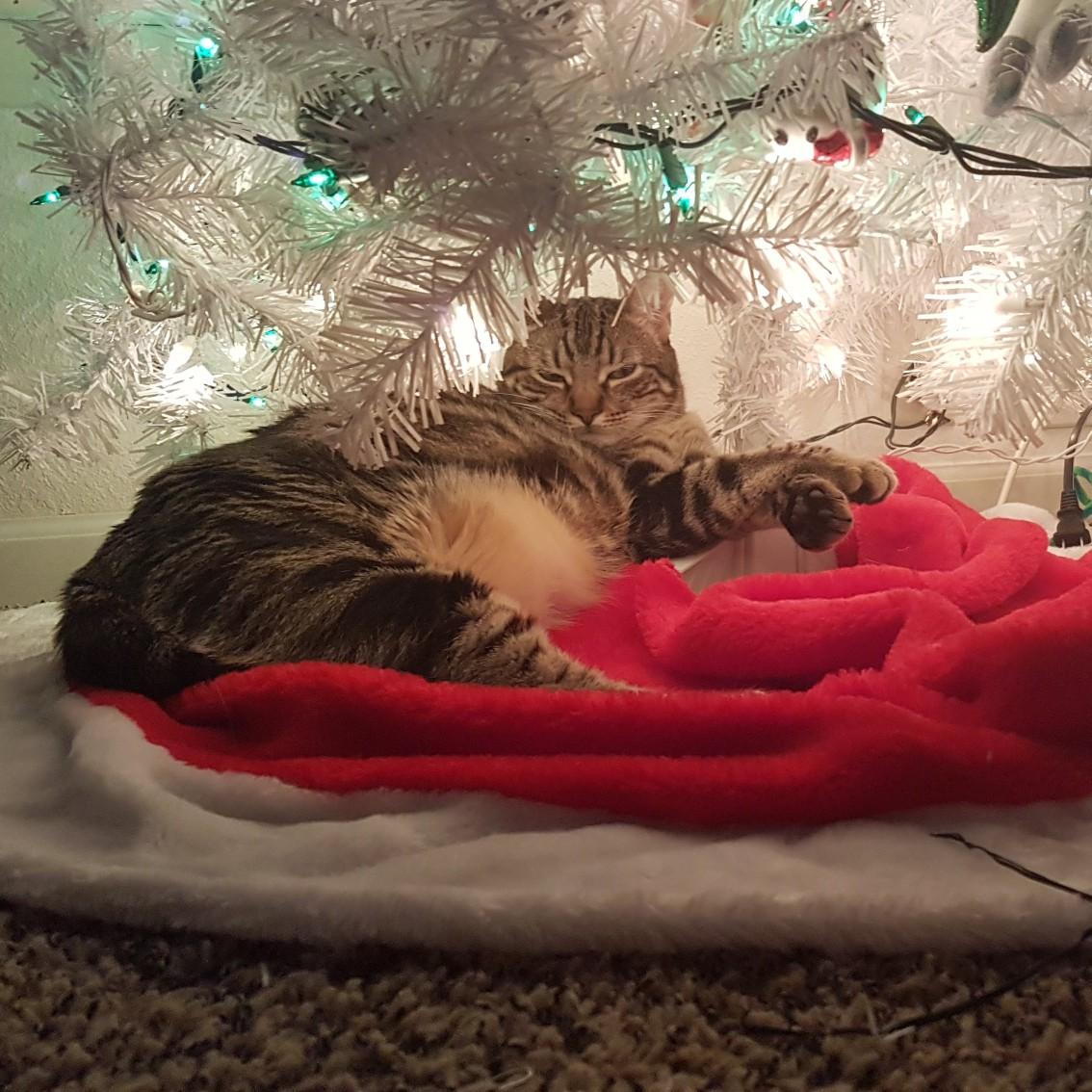 December 2018 - Chubbs