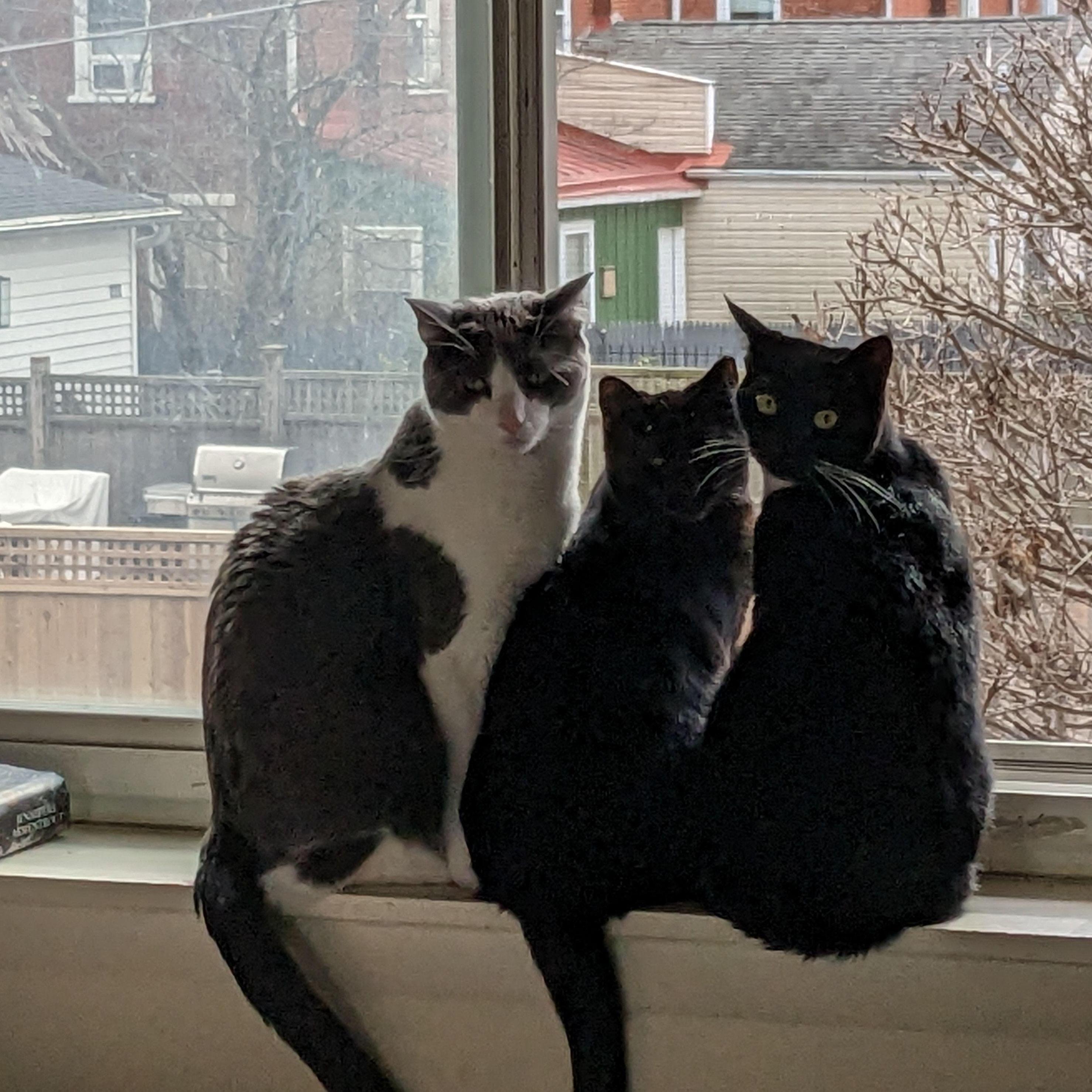 Our fur babies Elton, Prada, and Pigeon!