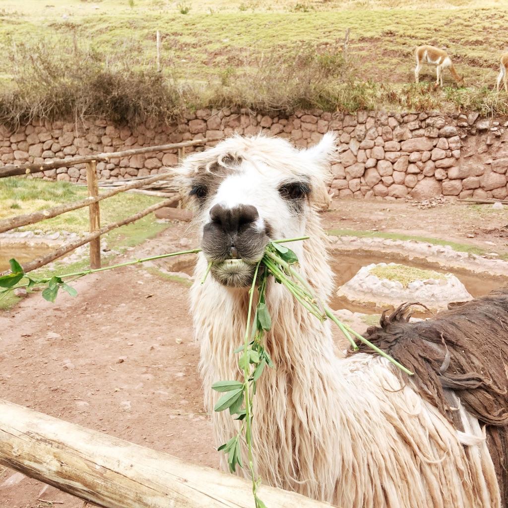 A friend made during a life-giving trip to Peru.