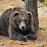 Wildlife Images Rehabilitation and Education Center