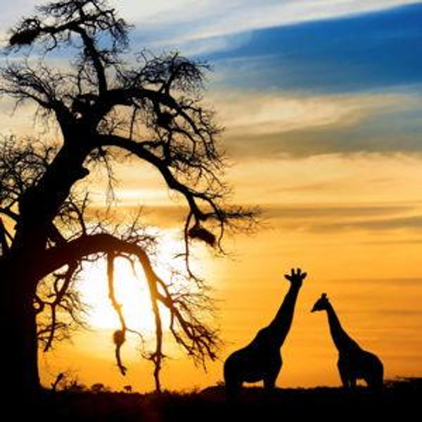 Hakuna Matata—Help Us Roam with the Kings of the Jungle
