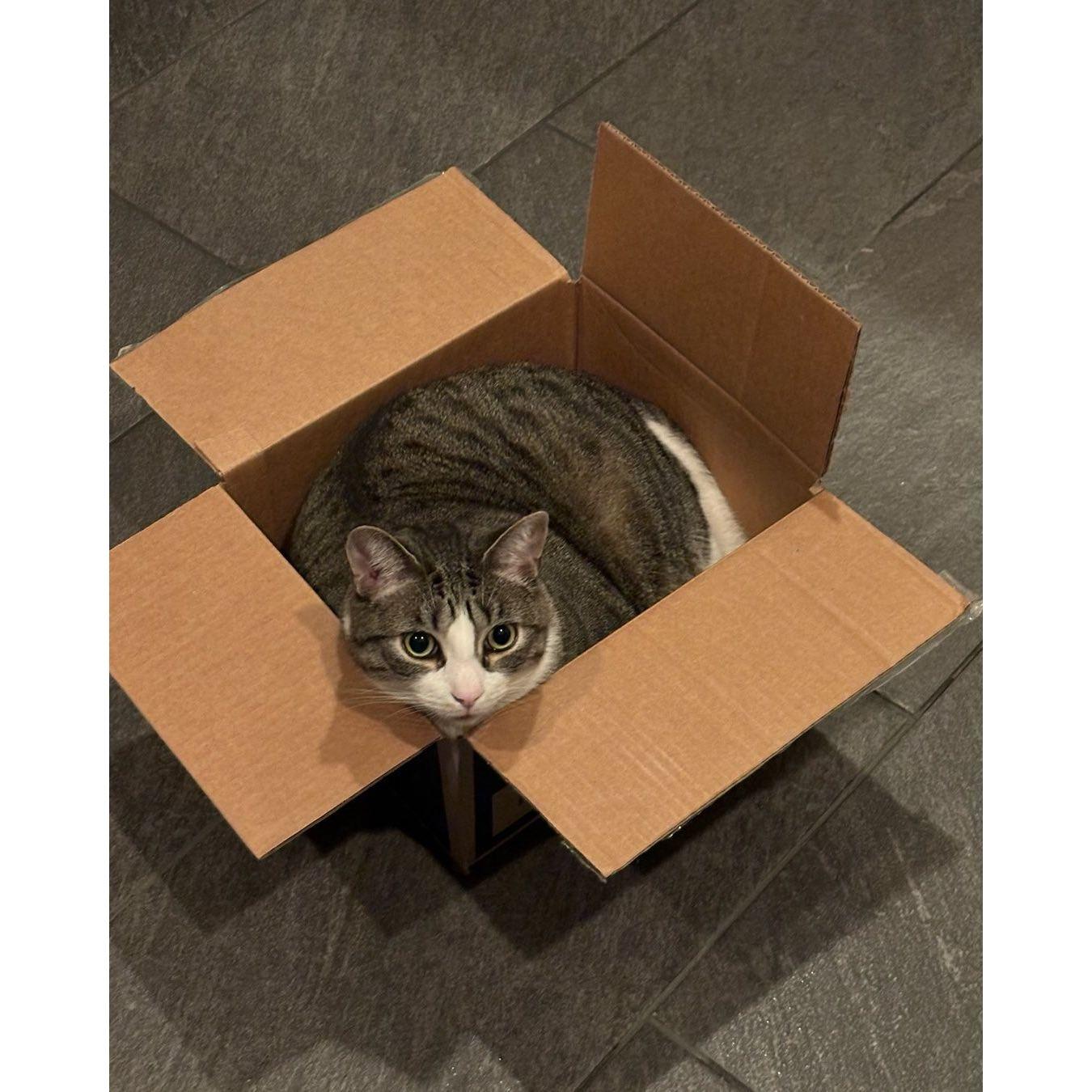 Aug 2024 | Adopting our furry son, Oolong 🐈
