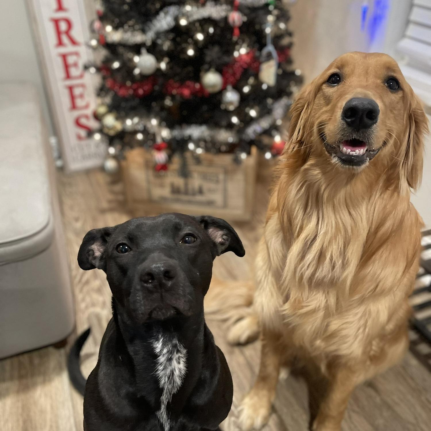 Our babies