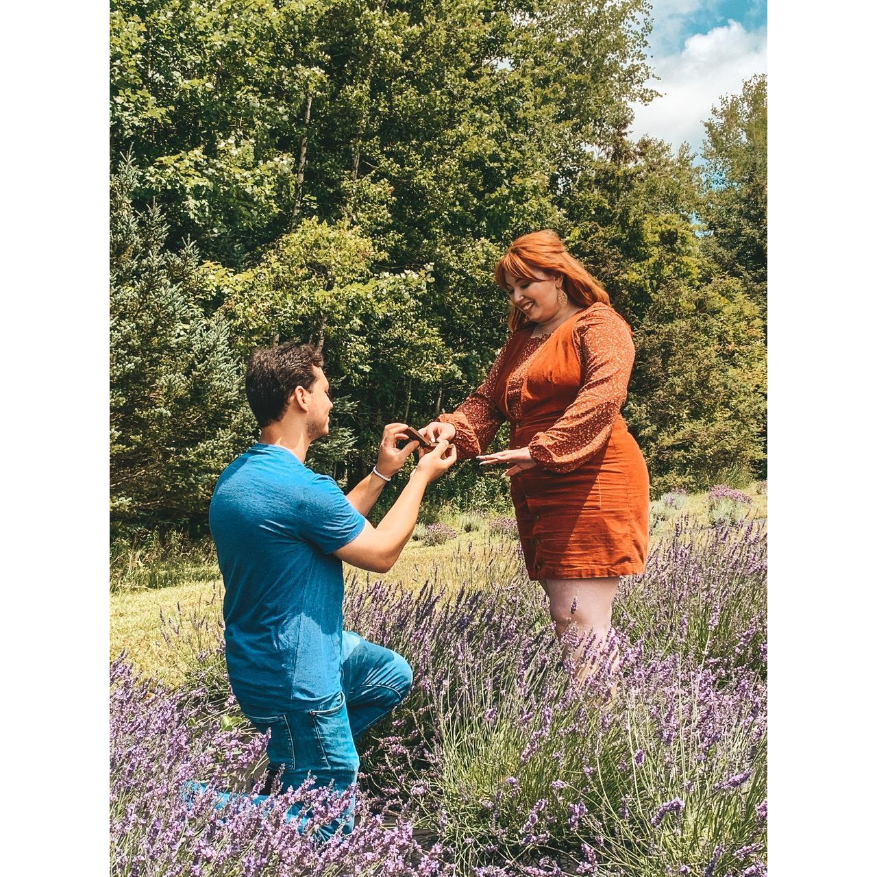 Lavender fields forever