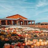 Tim's Pumpkin Patch