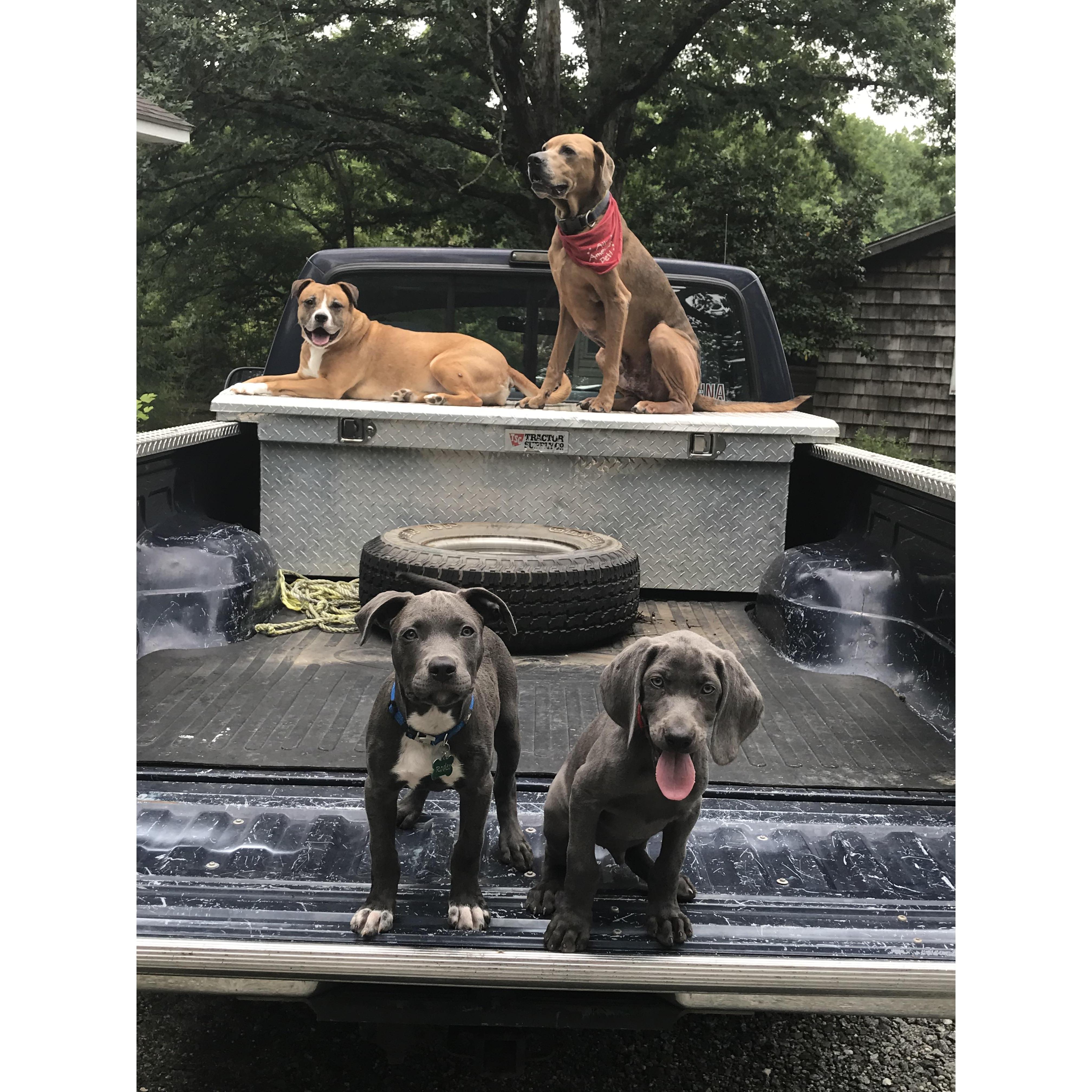 All of our pups together :)