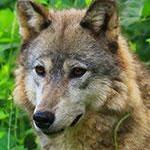 Wolf Sanctuary of PA