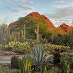 Desert Botanical Garden