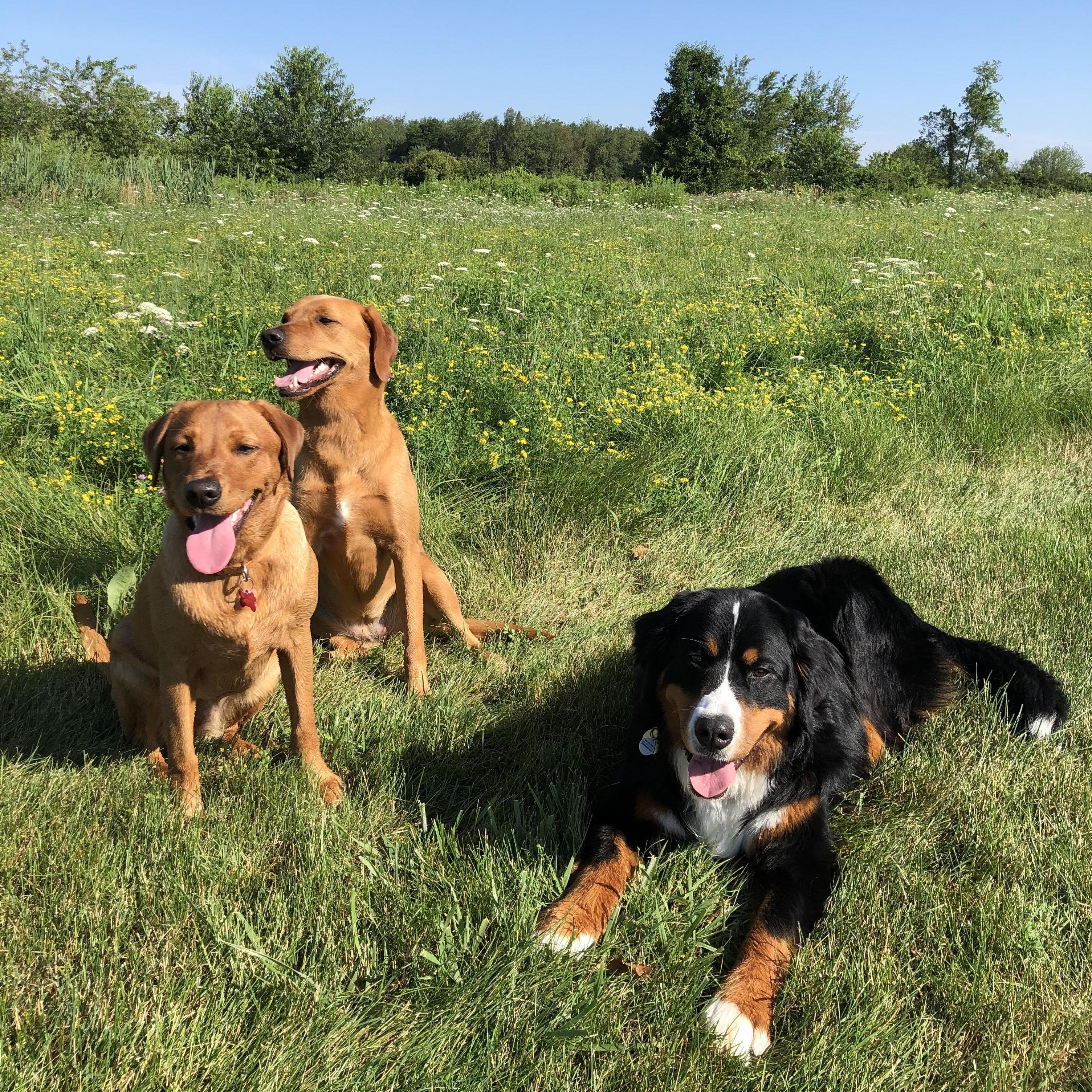 Junie, Delta & Koda...Linda's first loves.
