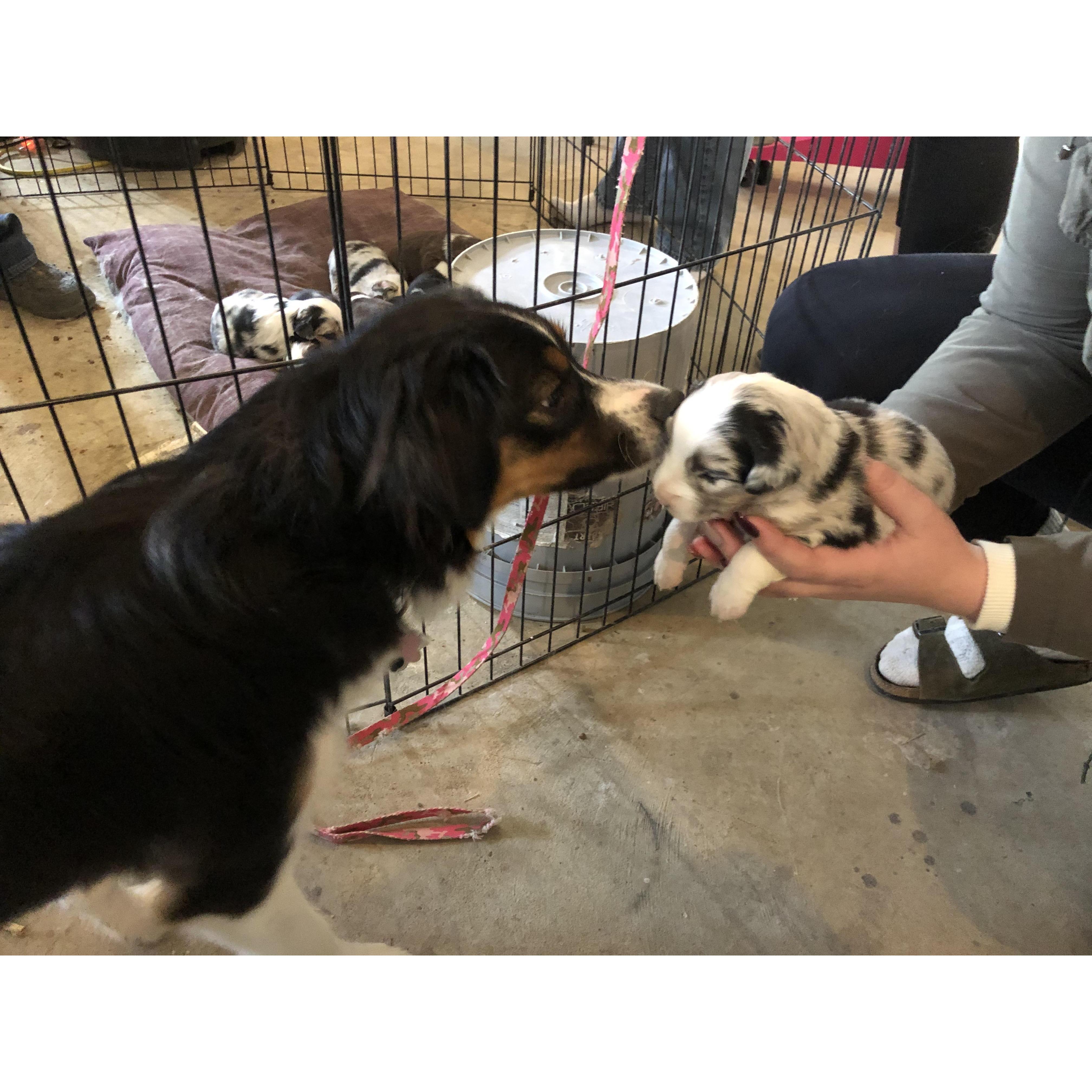 Harper's first time meeting Cooper Winter 2018 Cody, Wy