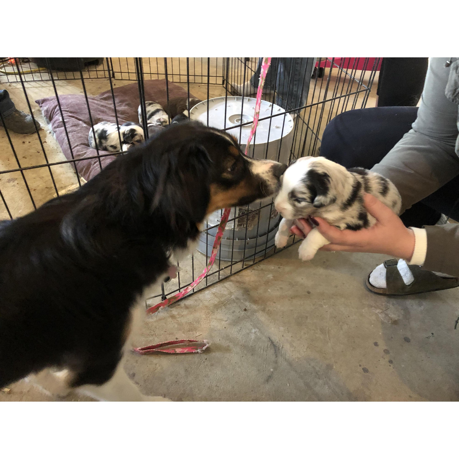Harper's first time meeting Cooper Winter 2018 Cody, Wy