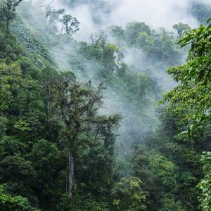 Cloud Forest guided tour