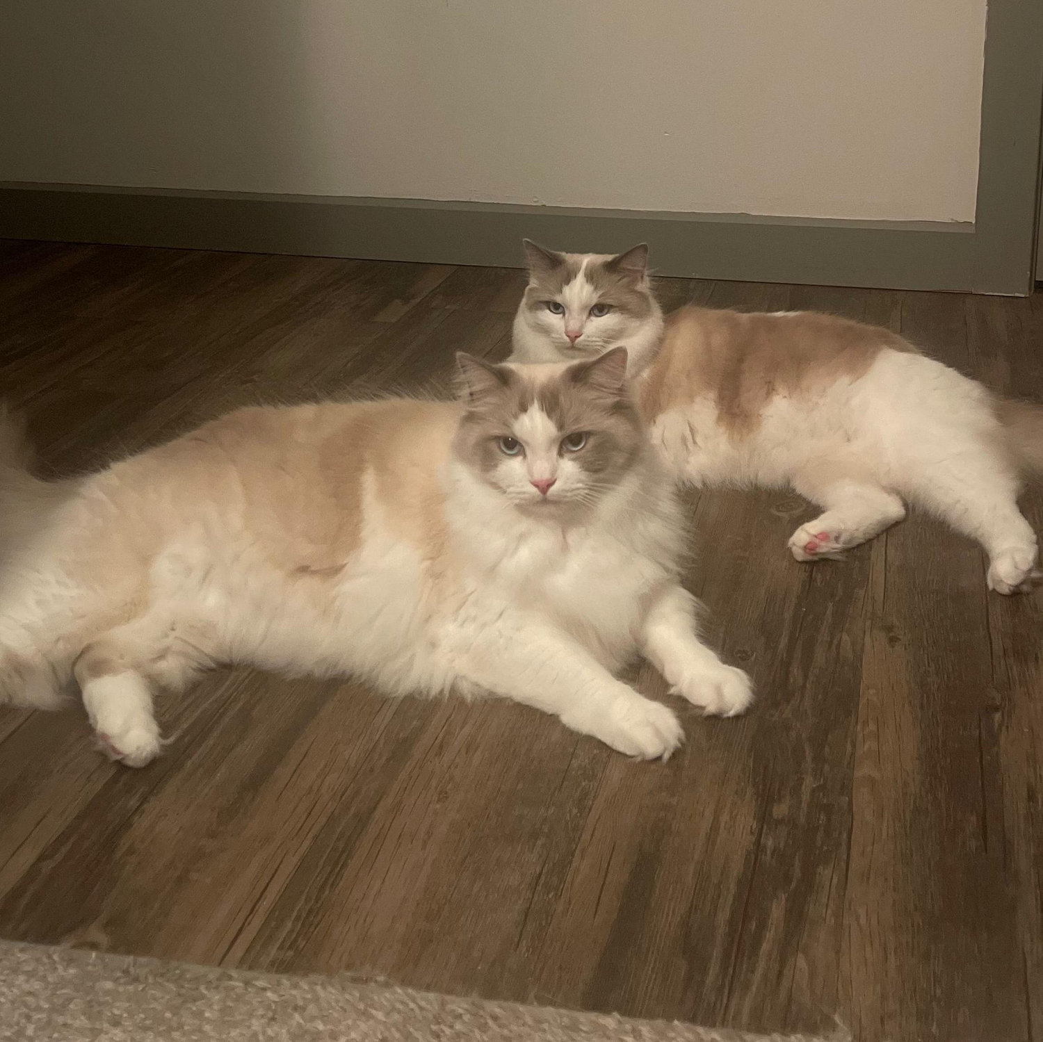 Our boys! Gon (in the back) and Killua (in the front). Despite his smaller size, Gon is more fiesty and runs the place. Killua runs the place when it's time for food.