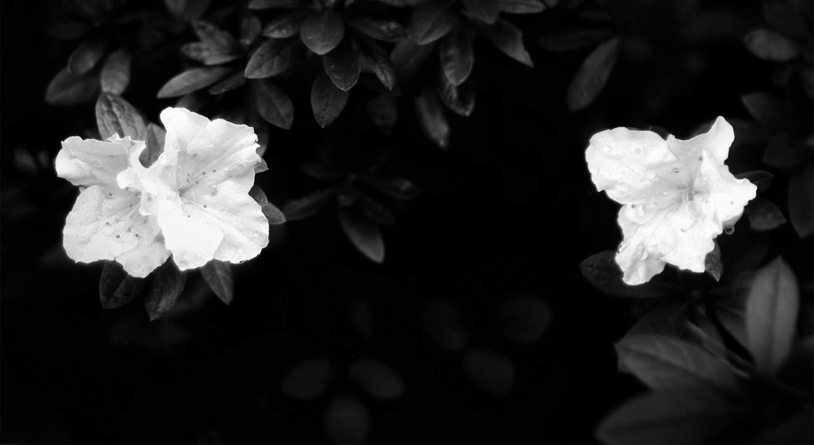 Footer image