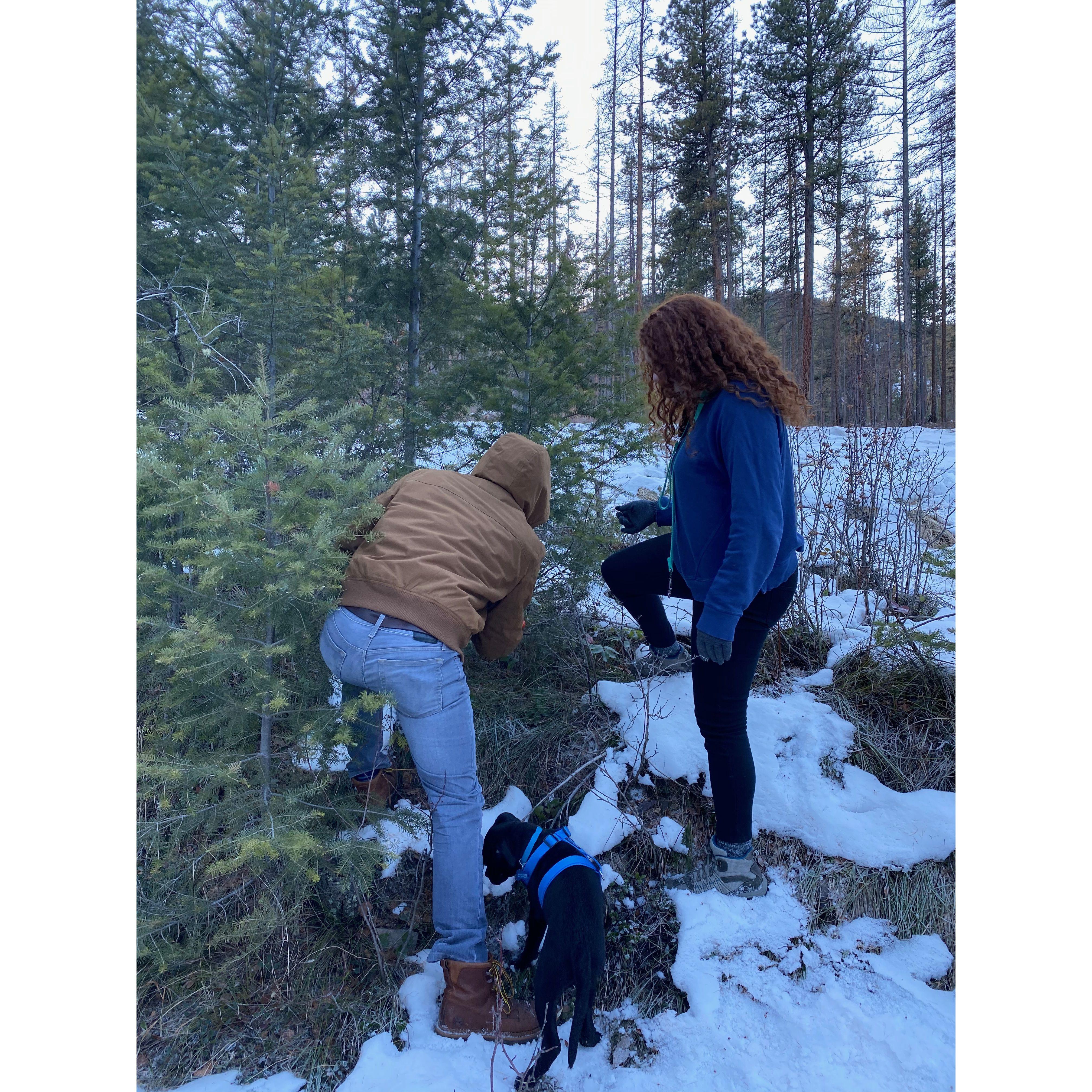 McKenzie's not the only one who saws logs (snores). This is our first Christmas tree cut together, in the woods, photo cred to Jay.