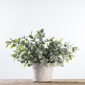 Sage Bush