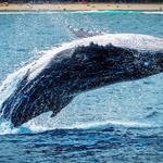 Bodega Bay Whale Watching