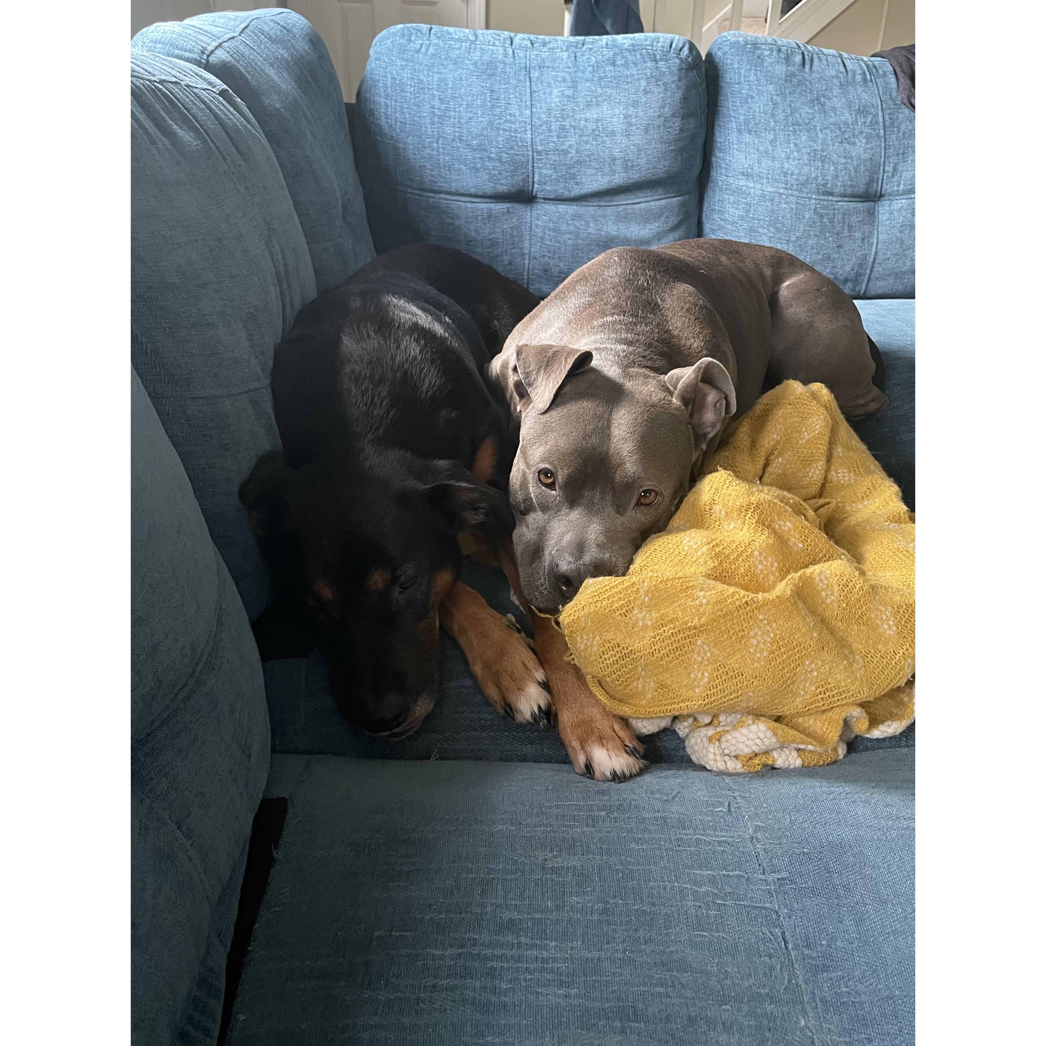 Cuddle time?