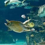 Newport Aquarium