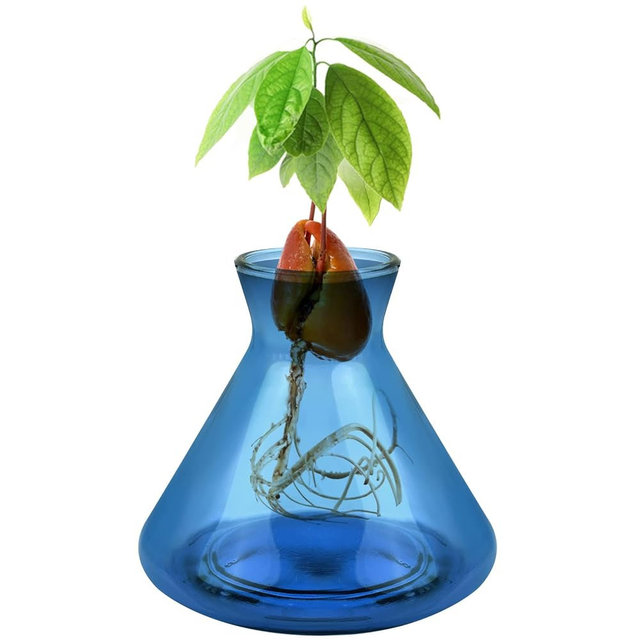 Emsiok 1 PCS Avocado Seed Starter Vases, Avocado Tree Growing Kit Acorn Bulb Vase Grow Glass Avocados Pit Planter Pot Blue Hydroponics Container for Gardening Lover