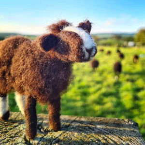 Ireland Sheep Experience