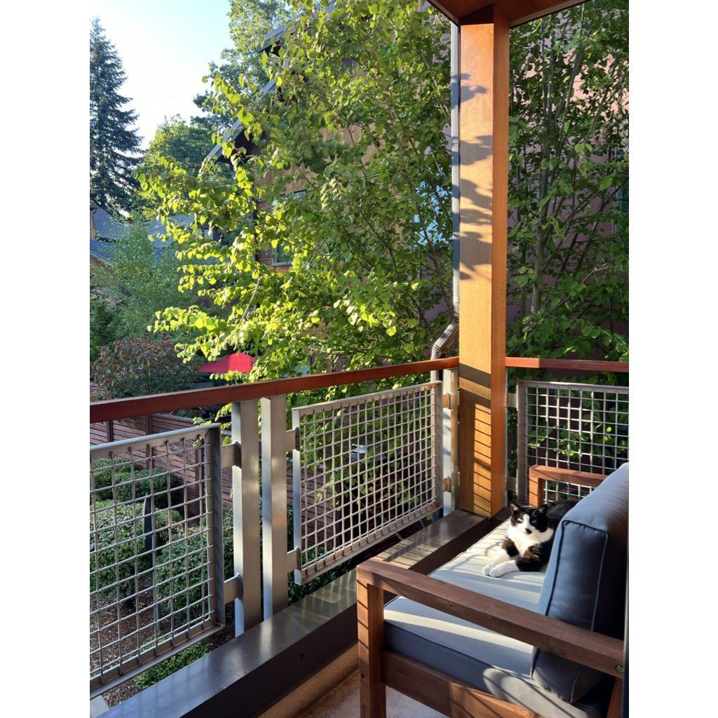 Momo spends his summer on the patio