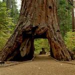 Big Basin Redwoods State Park