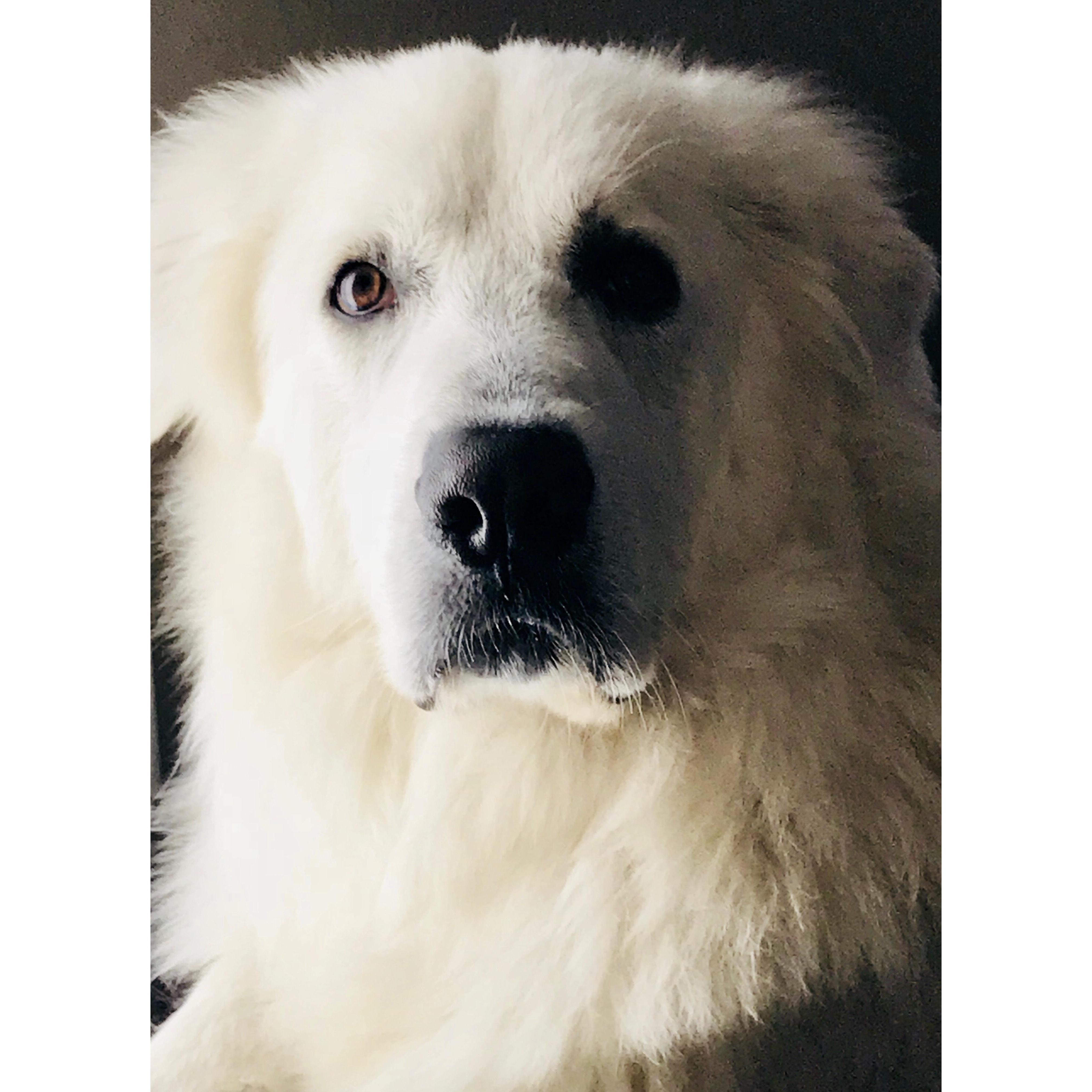 Harry Pawter