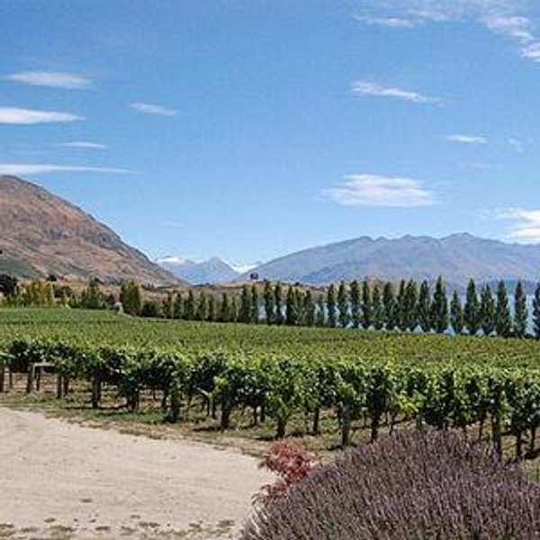 Wine-tasting in Central Otago