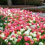 The Dallas Arboretum and Botanical Garden