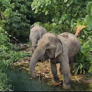 Elephant Sanctuary in Thailand!