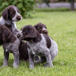Future Puppy Fund