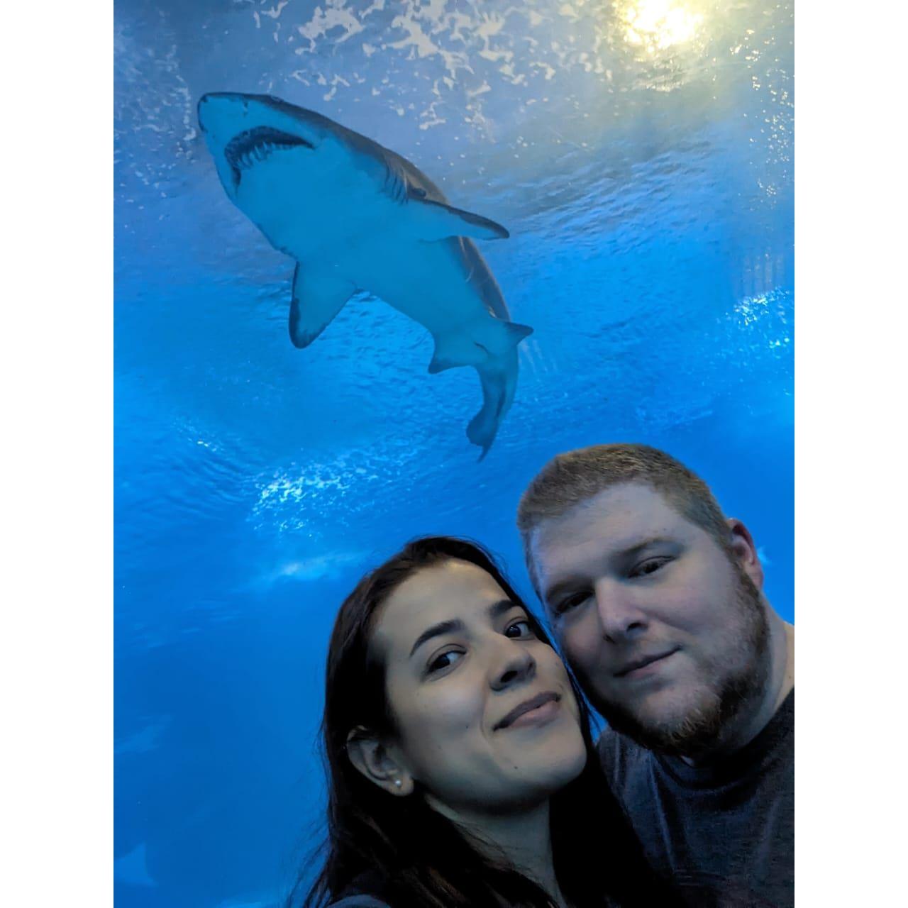 This shark was very hungry in Valencia Spain. You can see the terror on our faces.
