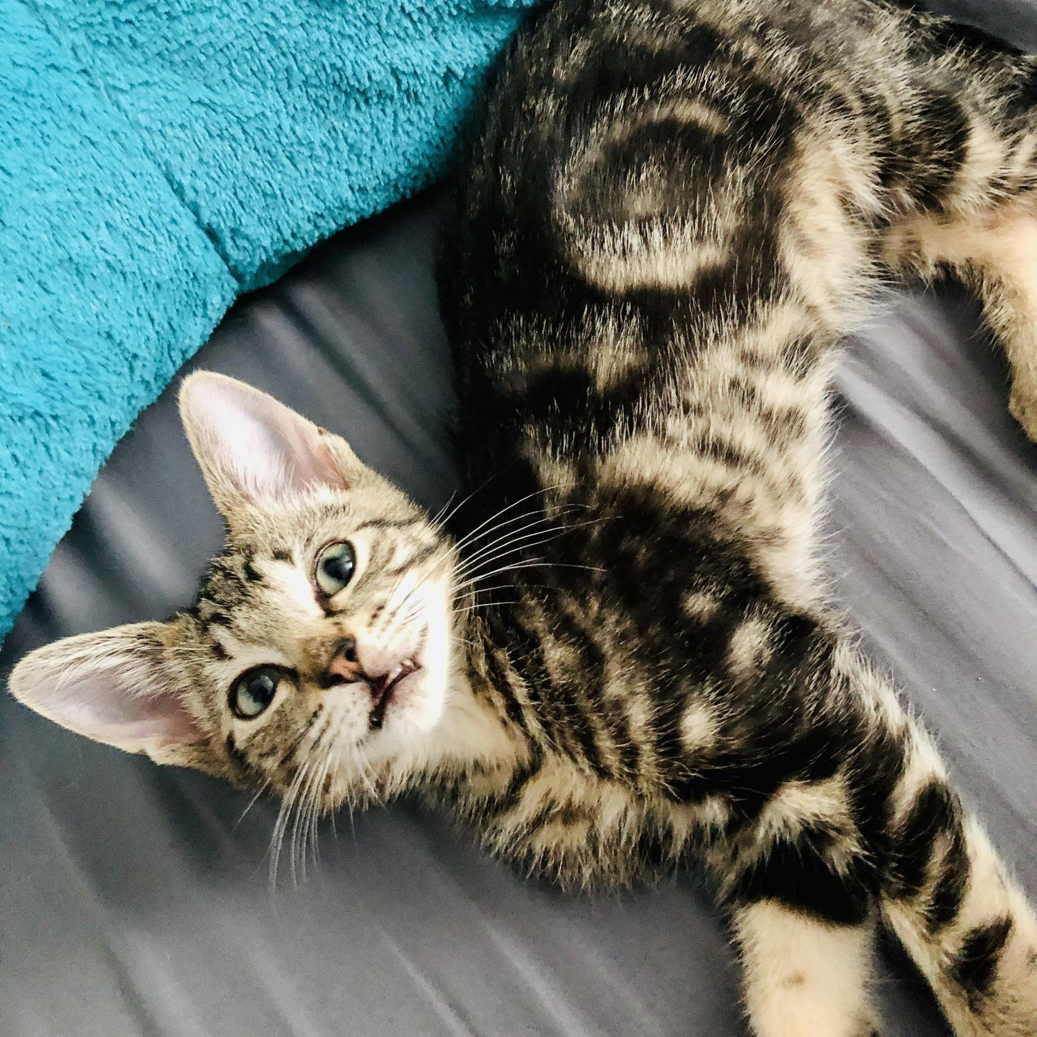 Gizmo, kitty #1