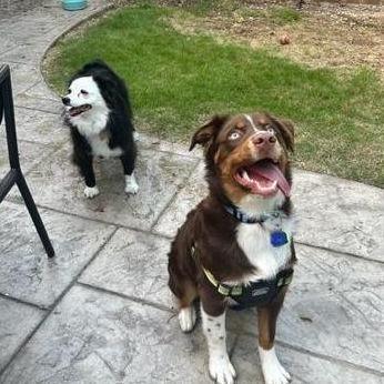 Scout and Rocco Canonaco