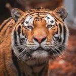 Toledo Zoo