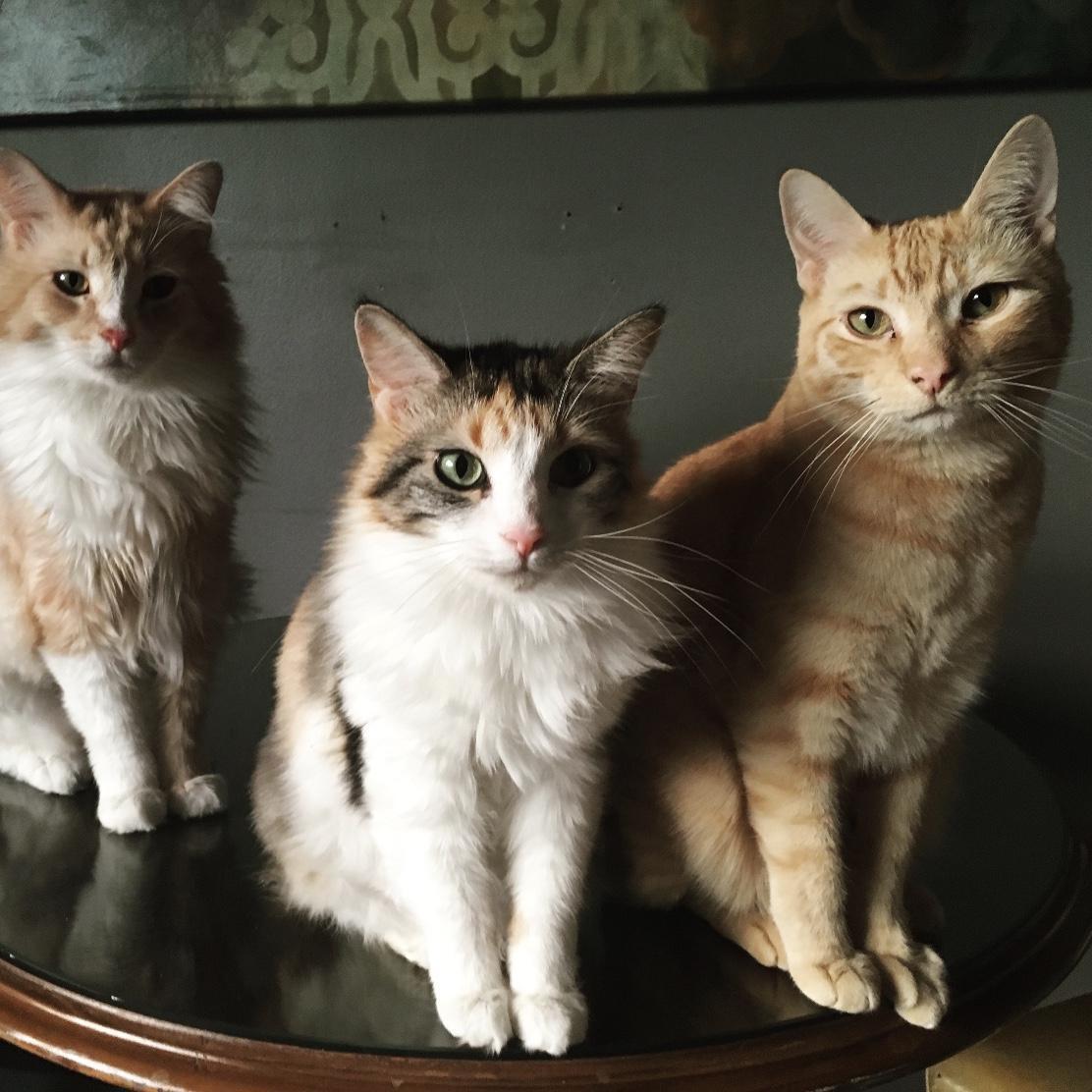 Our three rescue cats: Dexter (left), Flora (middle), and Fennec (right). Fennec passed away May 2018 from lymphoma. We will always love and miss him.