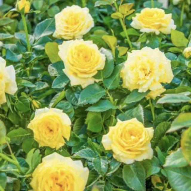 Spring Hill NurseriesAbove All Climbing Rose Live Bareroot Plant Salmon Orange Flowers (1-Pack)