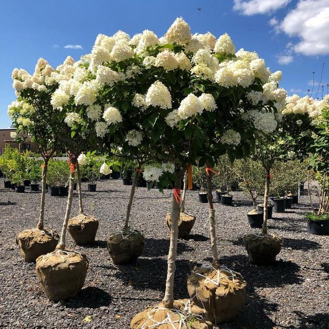 White Green Hydrangea Tree Plant Live, 6-12" Hydrangea Shrub Bush for House Planting, Outdoor Hydrangea in Pot