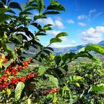 Coffee Finca & Macadamia Farm Tour