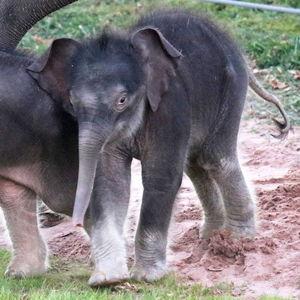 Bathing An Elephant For Two