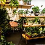 Fern Plant Shop