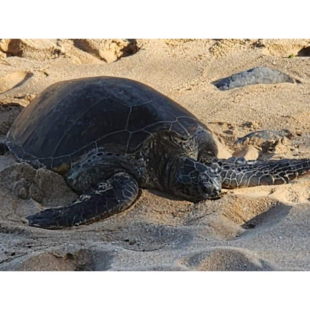 Honu on Lipoa Street Beach, Kihei