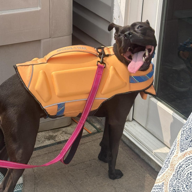 Pet Care/Dogsitter For Our Honeymoon